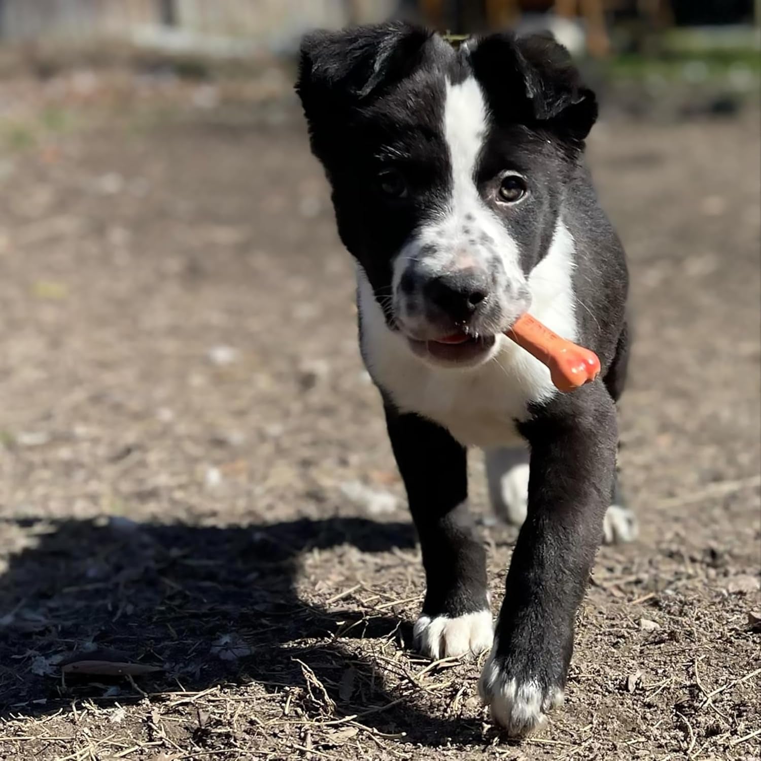 Original Bone Power Chew Toy for Dogs, Durable Dog Toys for Aggressive Chewers, Basted Blast Bacon & Chicken Flavor, Medium - up to 35 Lbs, 2 Pack